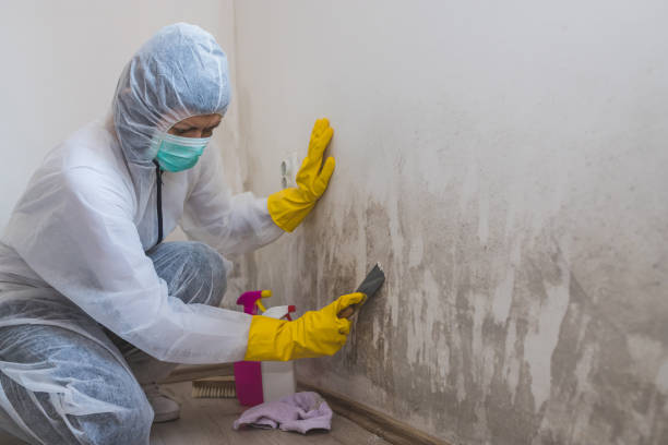 Best Emergency Mold Remediation in Fairfield, TX