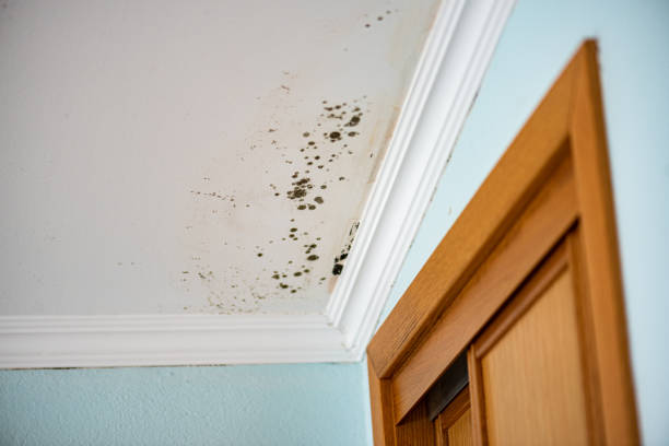 Best HVAC Mold Remediation in Fairfield, TX