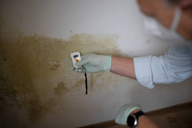 Best Insurance-Related Mold Remediation in Fairfield, TX