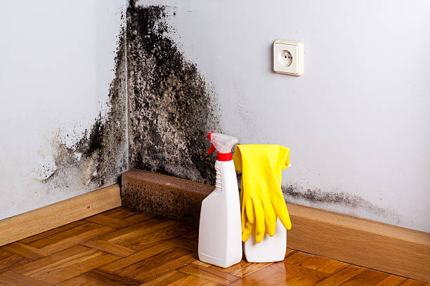 Best Post-Flood Mold Remediation in Fairfield, TX