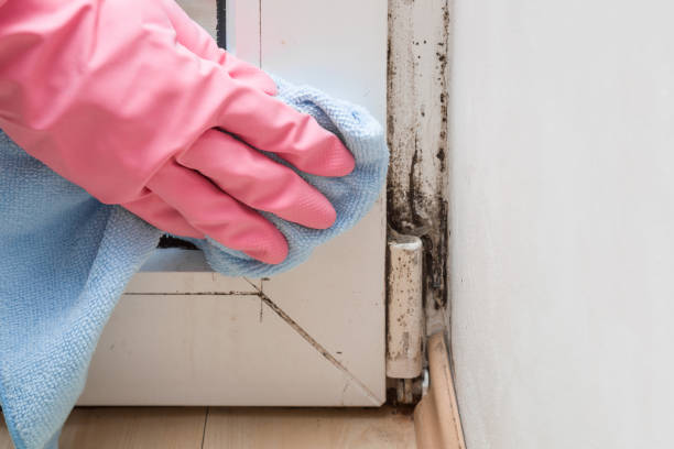 Best Mold Remediation for Specific Building Types in Fairfield, TX