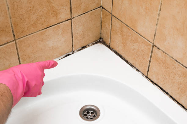 Best Mold Testing and Inspection Services in Fairfield, TX