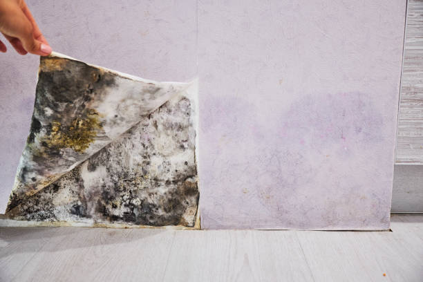 Best Kitchen Mold Remediation in Fairfield, TX